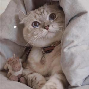 少妇一级婬片A片黑豹
