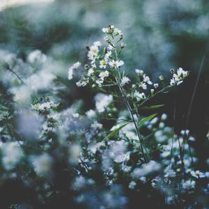 少妇一级婬片A片黑豹
